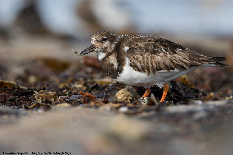 Ruddy Turnstone, identification, eats