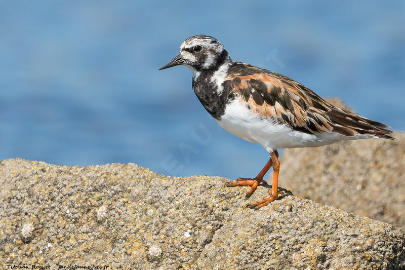 Ruddy Turnstone