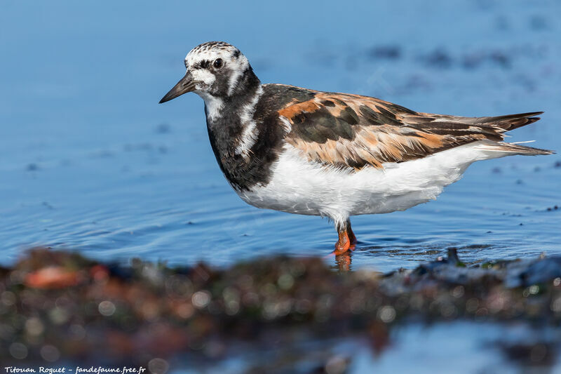 Ruddy Turnstone