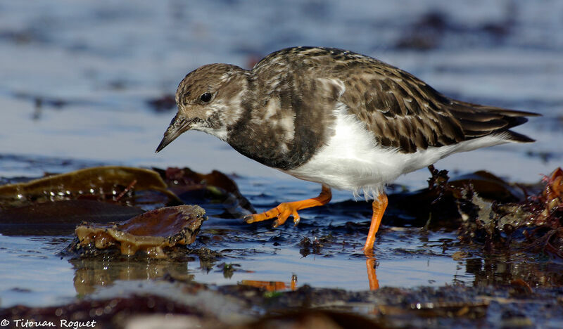 Ruddy Turnstoneadult post breeding, identification, walking