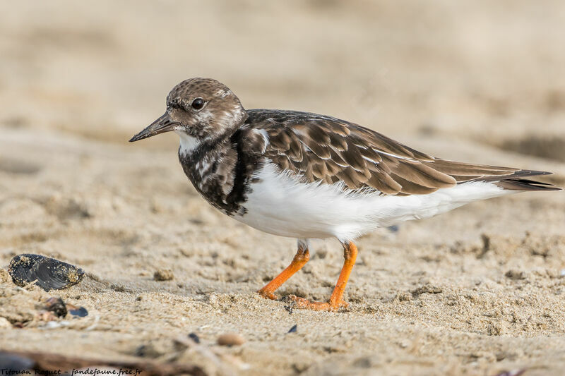 Ruddy Turnstone