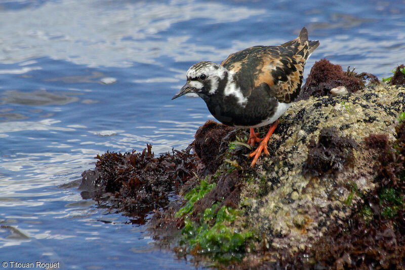 Ruddy Turnstoneadult breeding, identification, walking