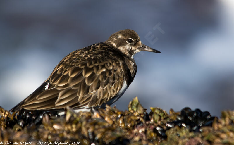 Ruddy Turnstoneadult post breeding, identification