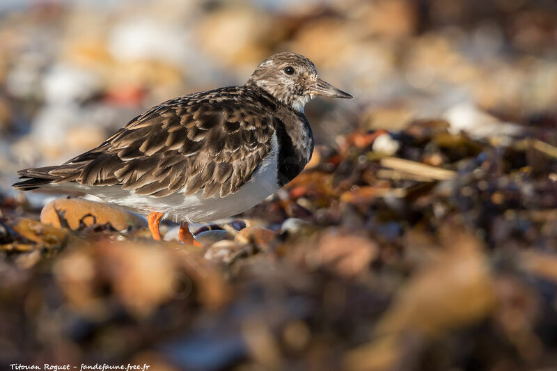 Ruddy Turnstone