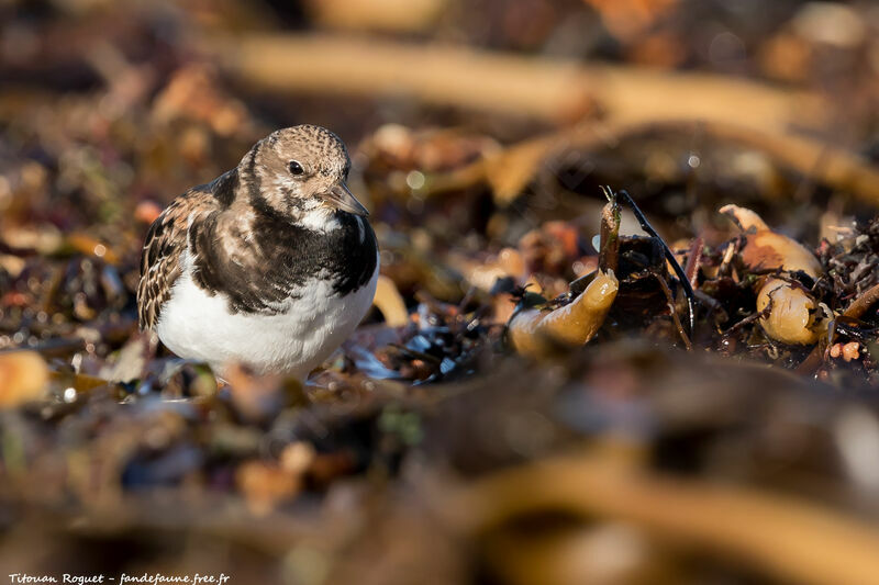 Ruddy Turnstone