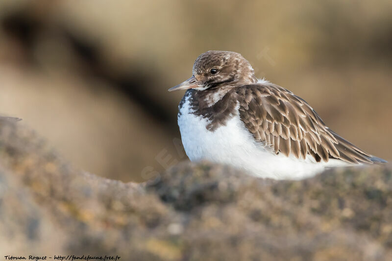 Ruddy Turnstone