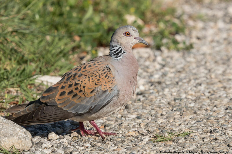 European Turtle Dove