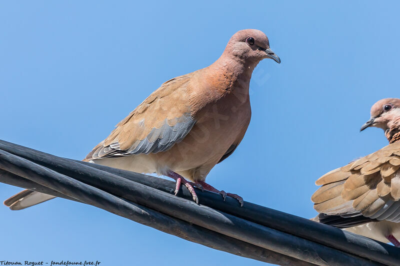 Laughing Dove