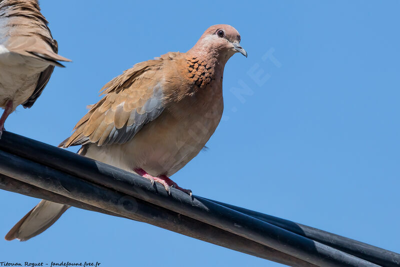 Laughing Dove