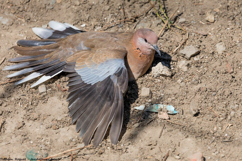 Laughing Dove