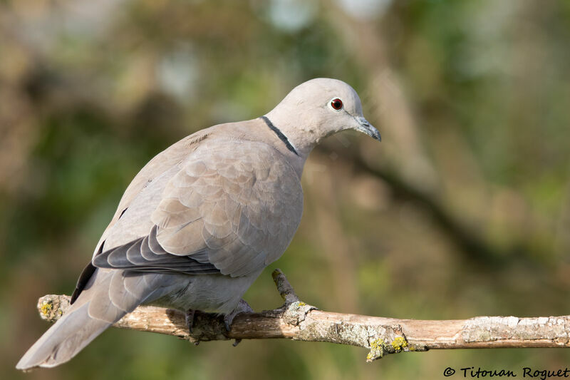 Eurasian Collared Dove, identification