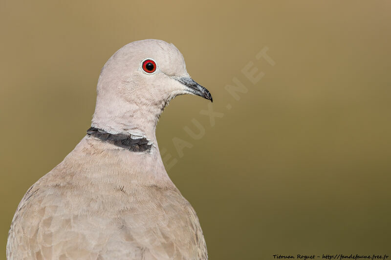 Eurasian Collared Dove