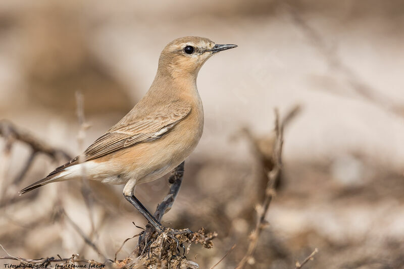 Isabelline Wheatear