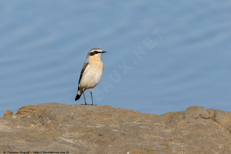 Northern Wheatear