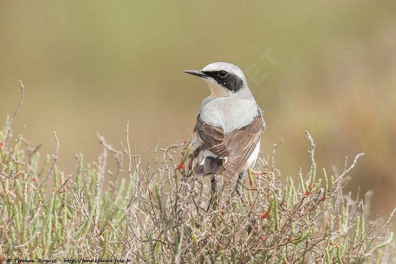 Northern Wheatear