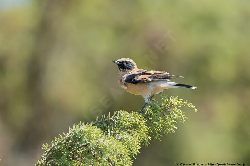 Western Black-eared Wheatear male adult transition, identification, close-up portrait, aspect, pigmentation