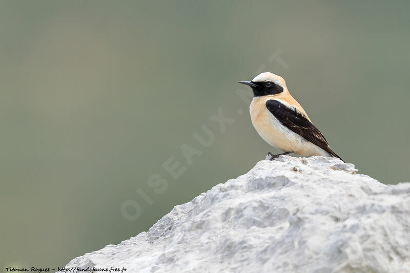 Western Black-eared Wheatear