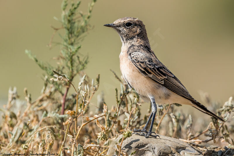 Pied Wheatear