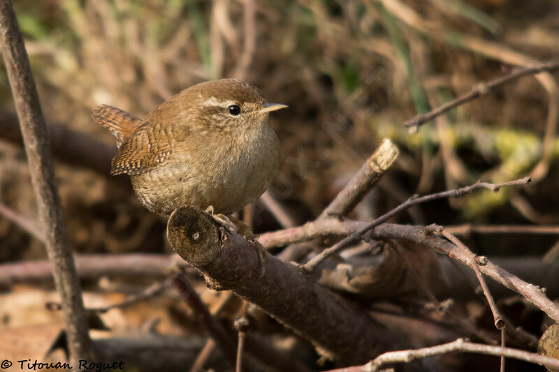 Eurasian Wren, identification