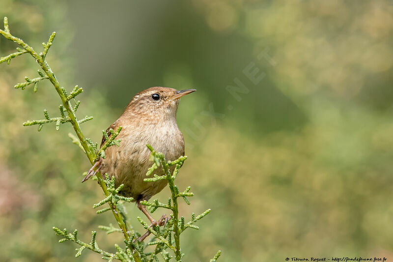 Eurasian Wren