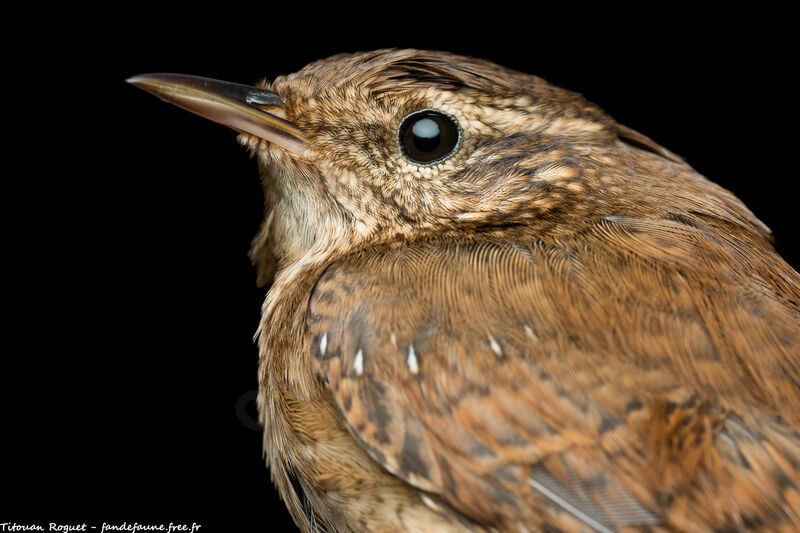 Eurasian Wren