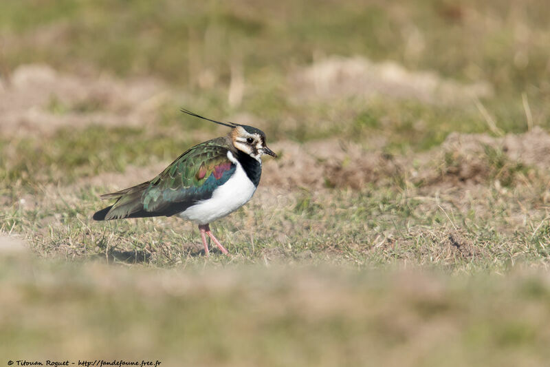 Vanneau huppé, identification, marche