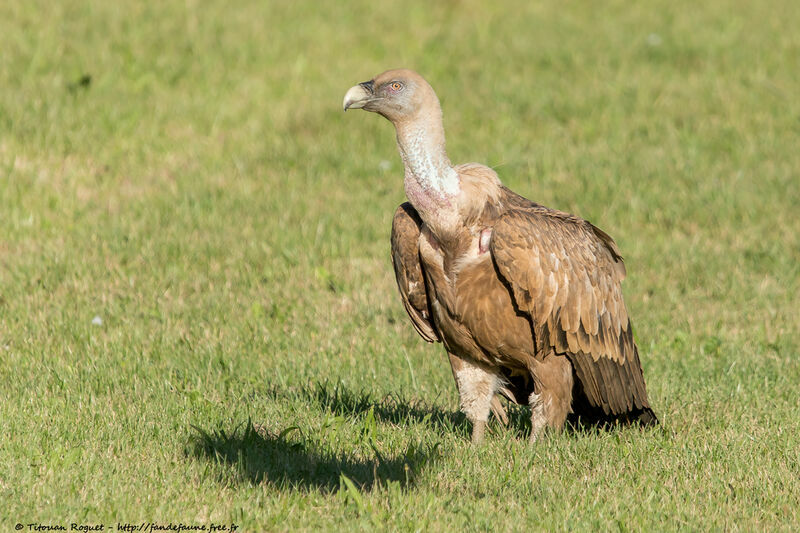 Vautour fauveadulte, identification