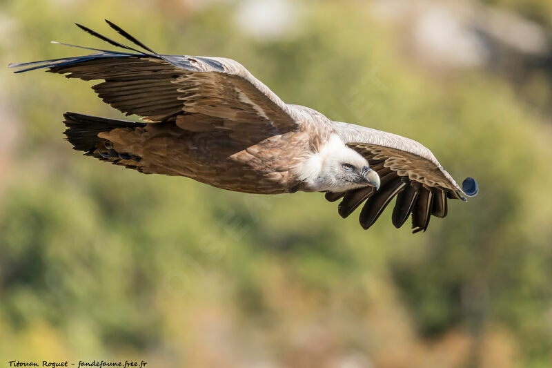 Griffon Vulture