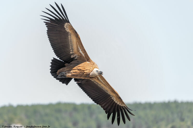 Griffon Vulture