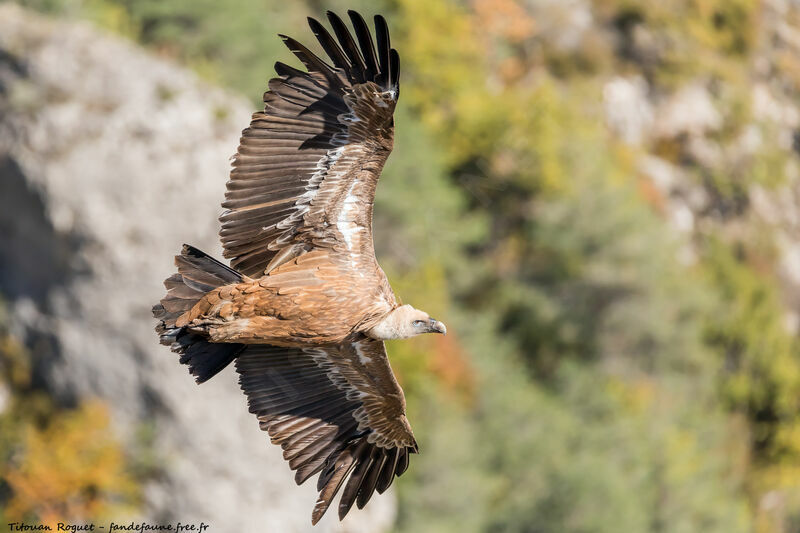 Griffon Vulture