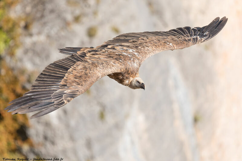 Griffon Vulture