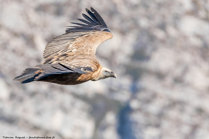 Griffon Vulture