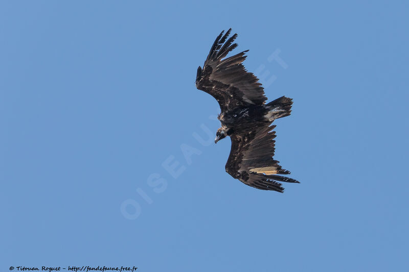 Cinereous Vulture