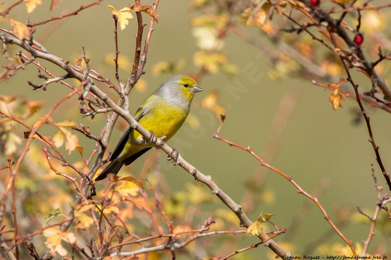 Venturon montagnard, identification