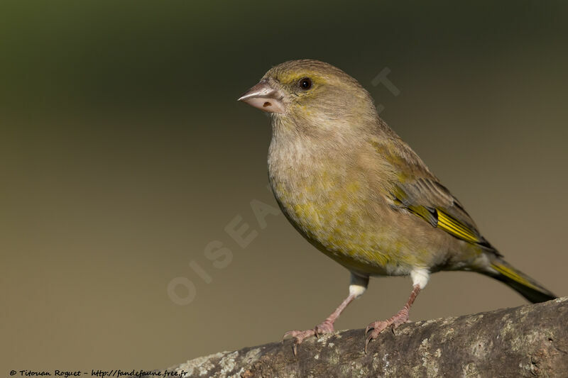 European Greenfinch