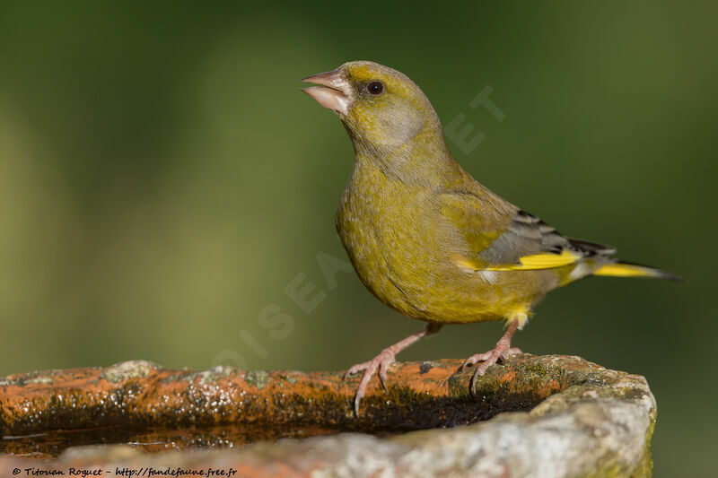 European Greenfinch