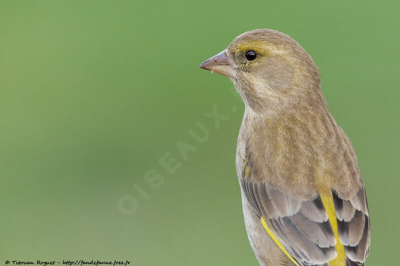 European Greenfinch female adult, close-up portrait