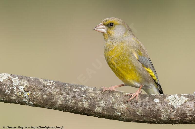 Verdier d'Europe mâle adulte, identification