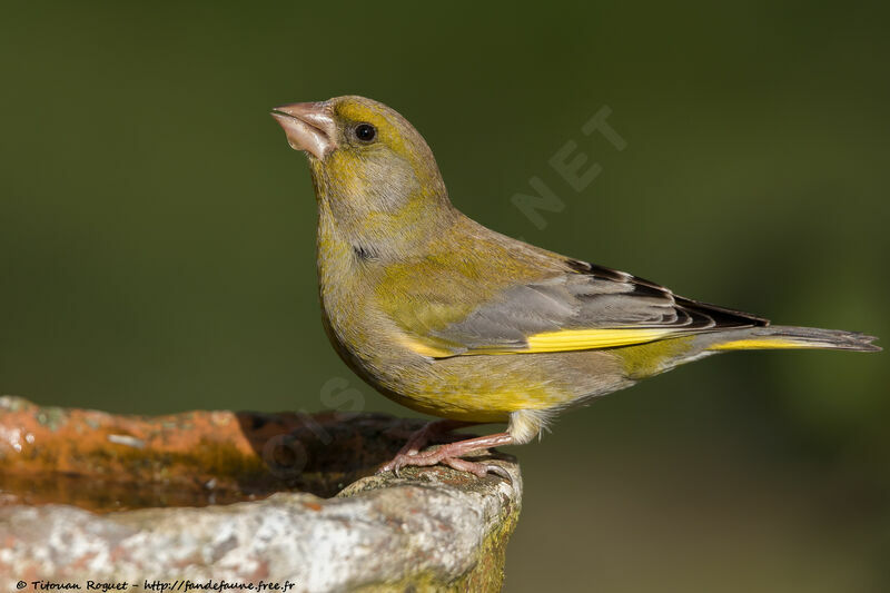 European Greenfinch male adult, identification