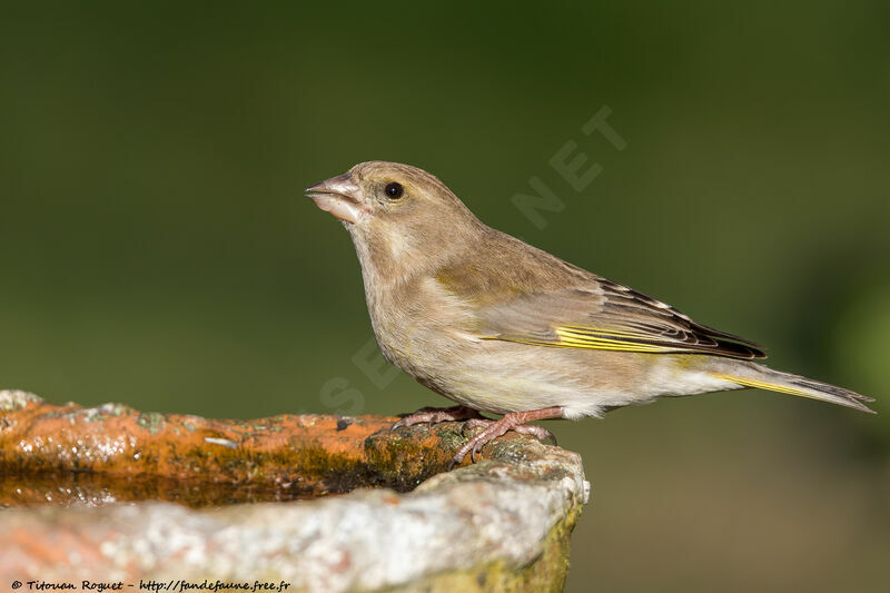 Verdier d'Europe femelle, identification