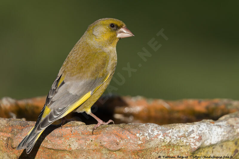 European Greenfinch male adult, identification