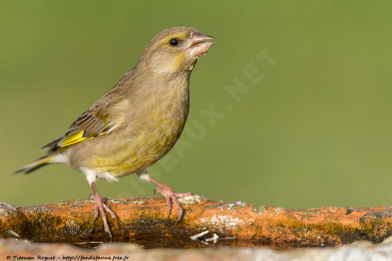 European Greenfinch, identification