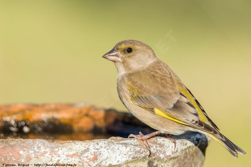 European Greenfinch