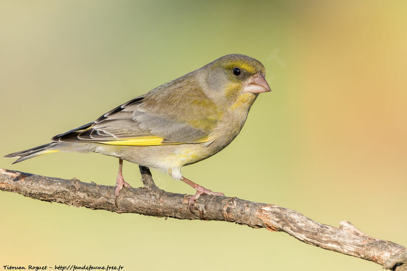 European Greenfinch