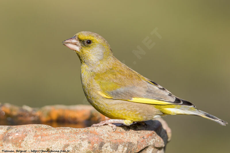 European Greenfinch