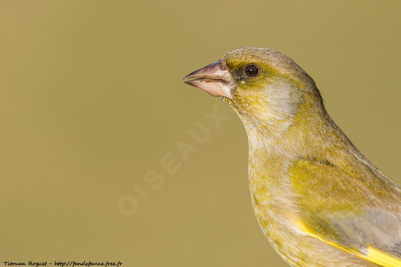 European Greenfinch