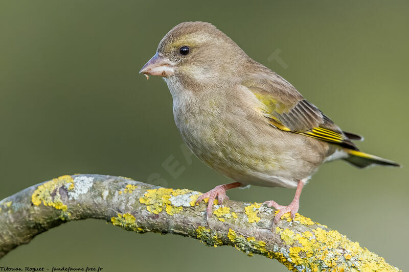 European Greenfinch