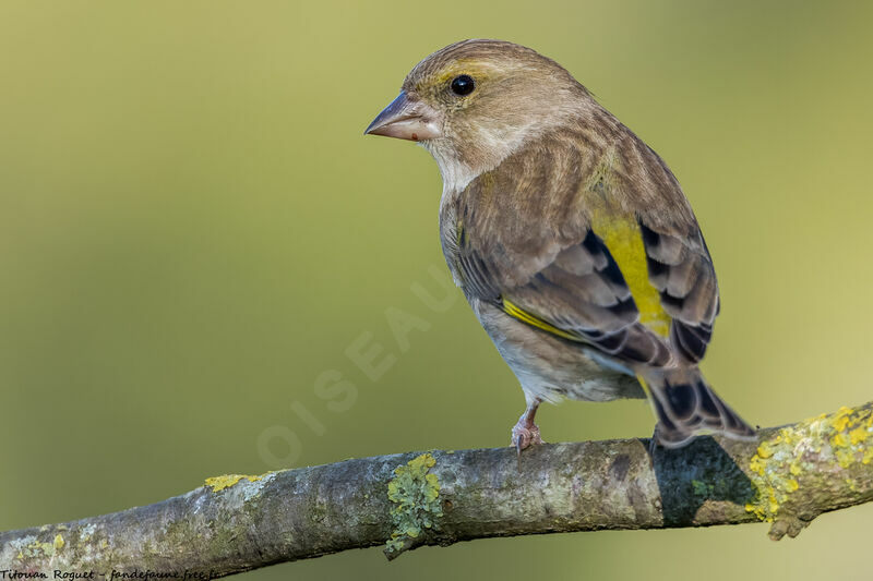 European Greenfinch