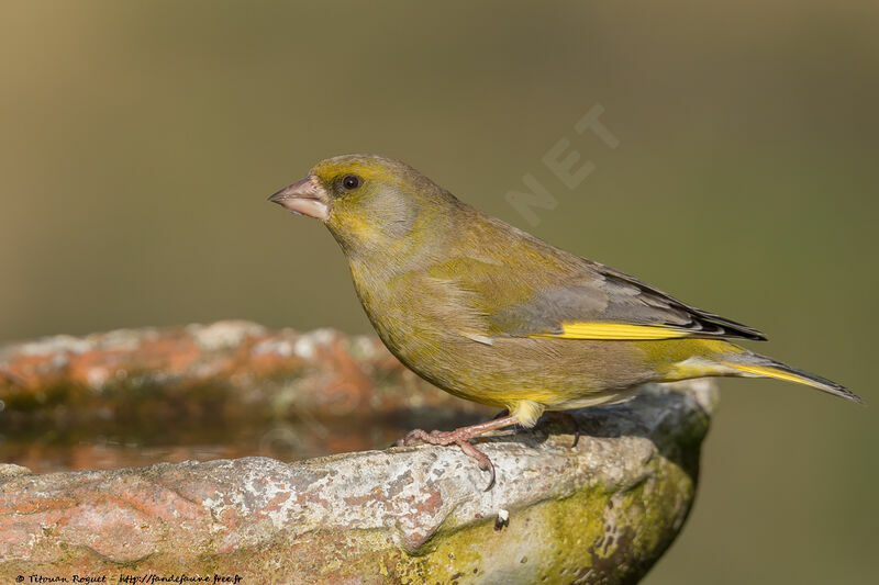 European Greenfinch