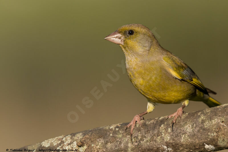 European Greenfinch